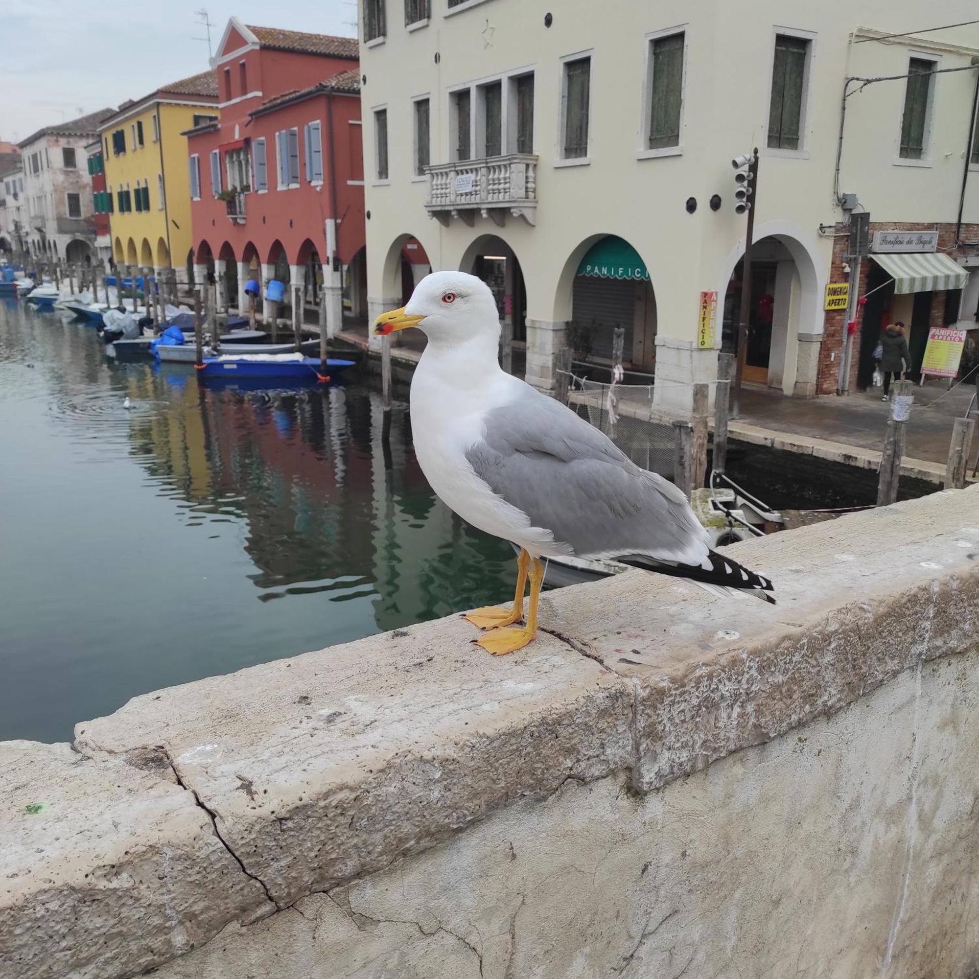Ca' Dell'Angelo Chioggia Exterior foto